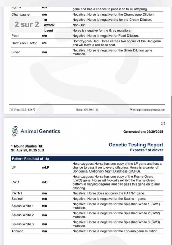 Entire AES Anglo European Studbook For sale 2024 Overo