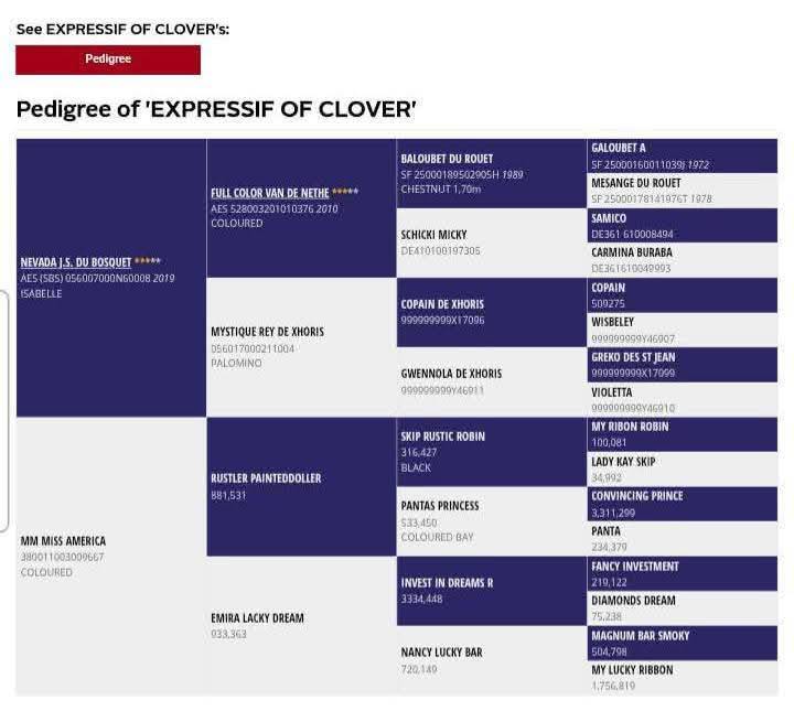 Entire AES Anglo European Studbook For sale 2024 Overo