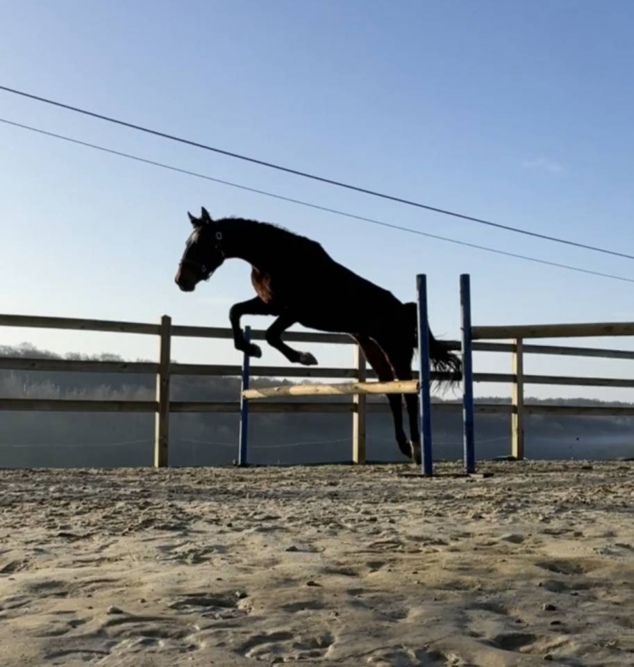 Entire KWPN Dutch Warmblood For sale 2024 Dark Bay