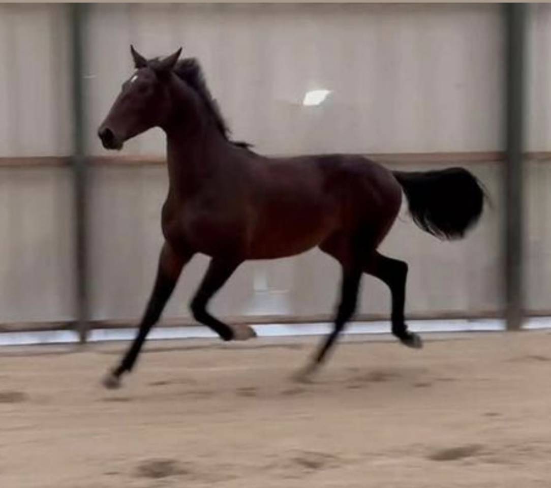 Entire KWPN Dutch Warmblood For sale 2024 Dark Bay