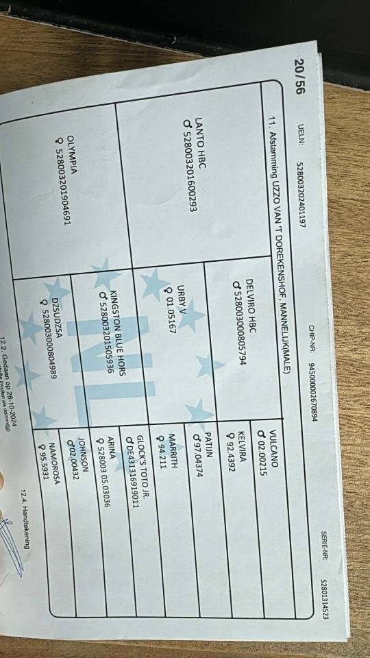 Entire KWPN Dutch Warmblood For sale 2024 Dark Bay