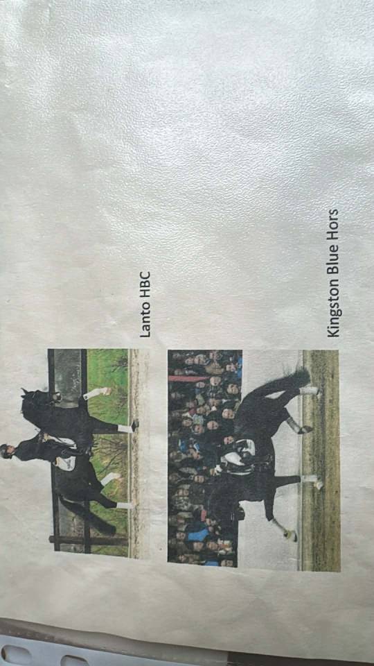 Entire KWPN Dutch Warmblood For sale 2024 Dark Bay