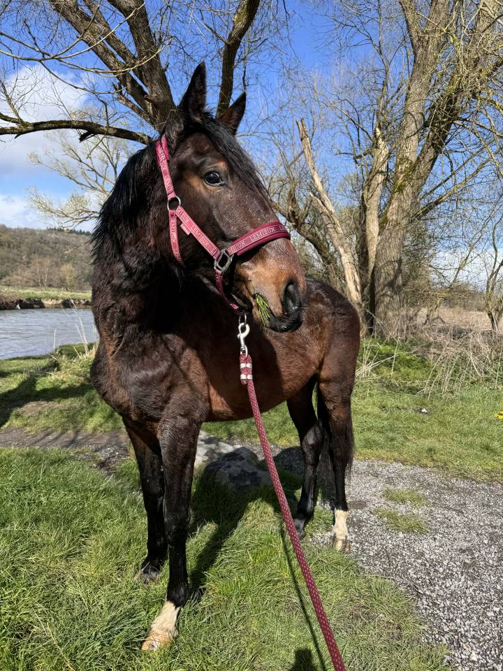 Entire KWPN Dutch Warmblood For sale 2024 Dark Bay