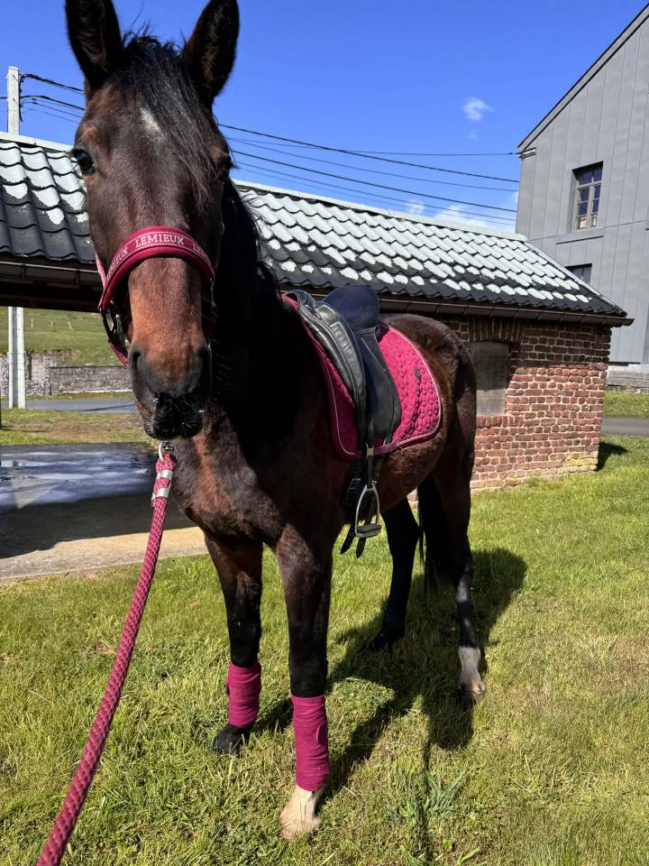 Entire KWPN Dutch Warmblood For sale 2024 Dark Bay