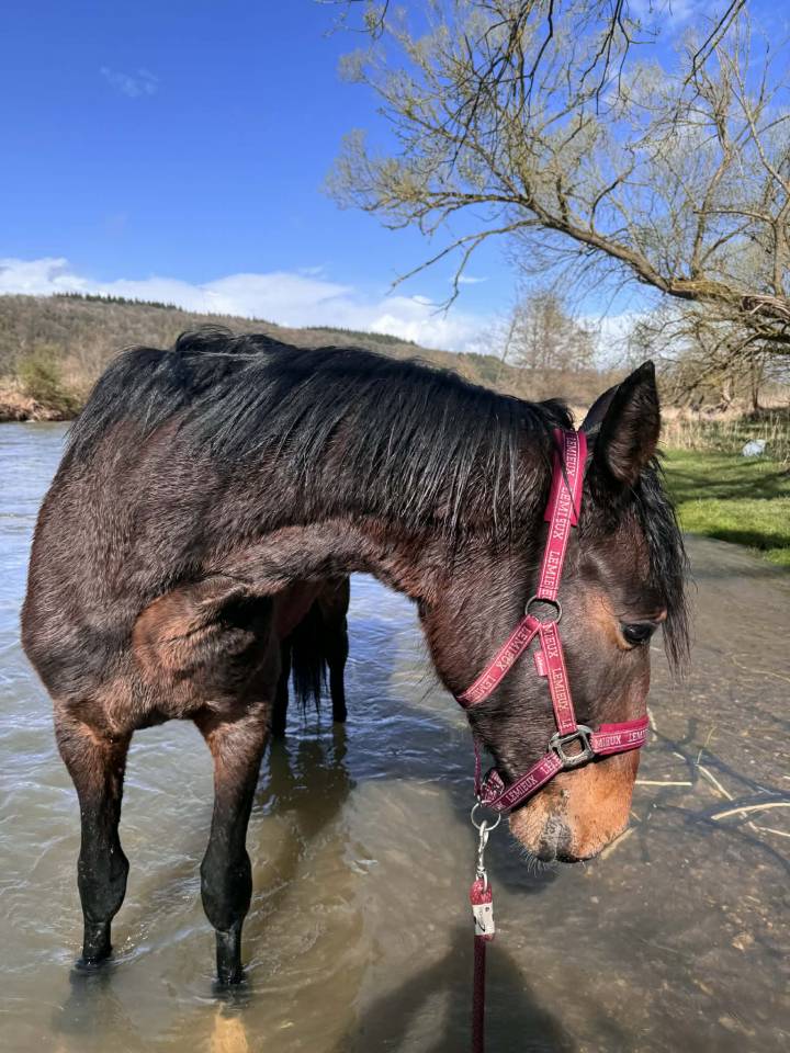 Entire KWPN Dutch Warmblood For sale 2024 Dark Bay