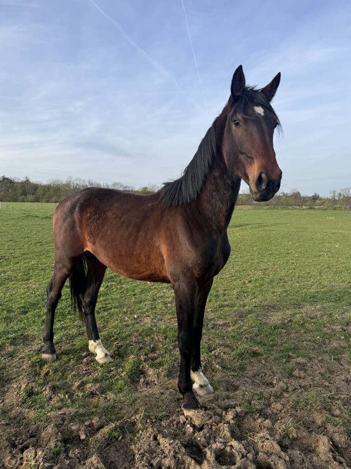 Entire KWPN Dutch Warmblood For sale 2024 Dark Bay
