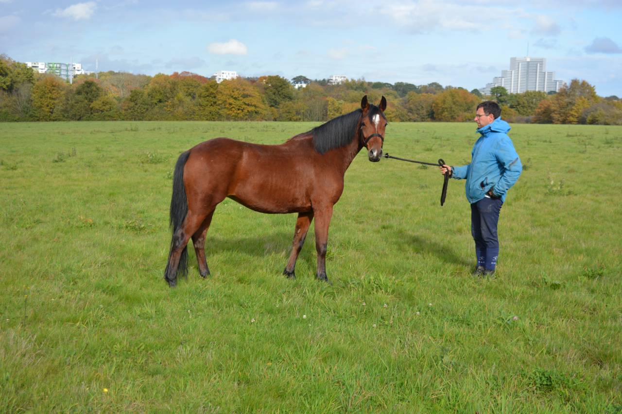 Mare Origin Recorded For sale 2021 Bay