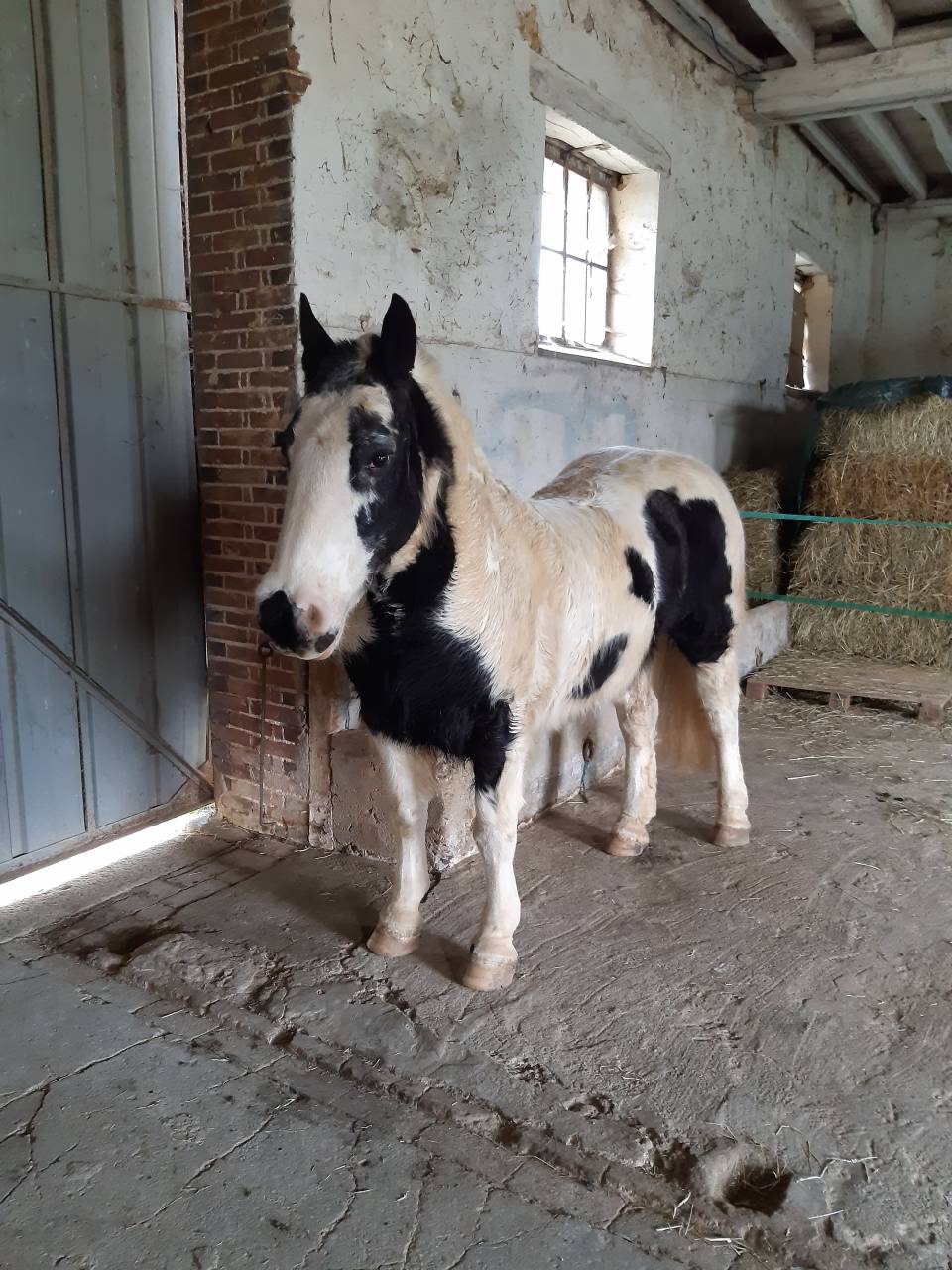 Gelding Other Pony Breed For sale 2003 Coloured
