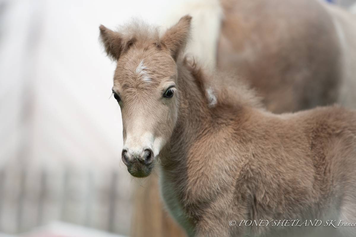 Colt Shetland Pony For sale 2026 Buckskin