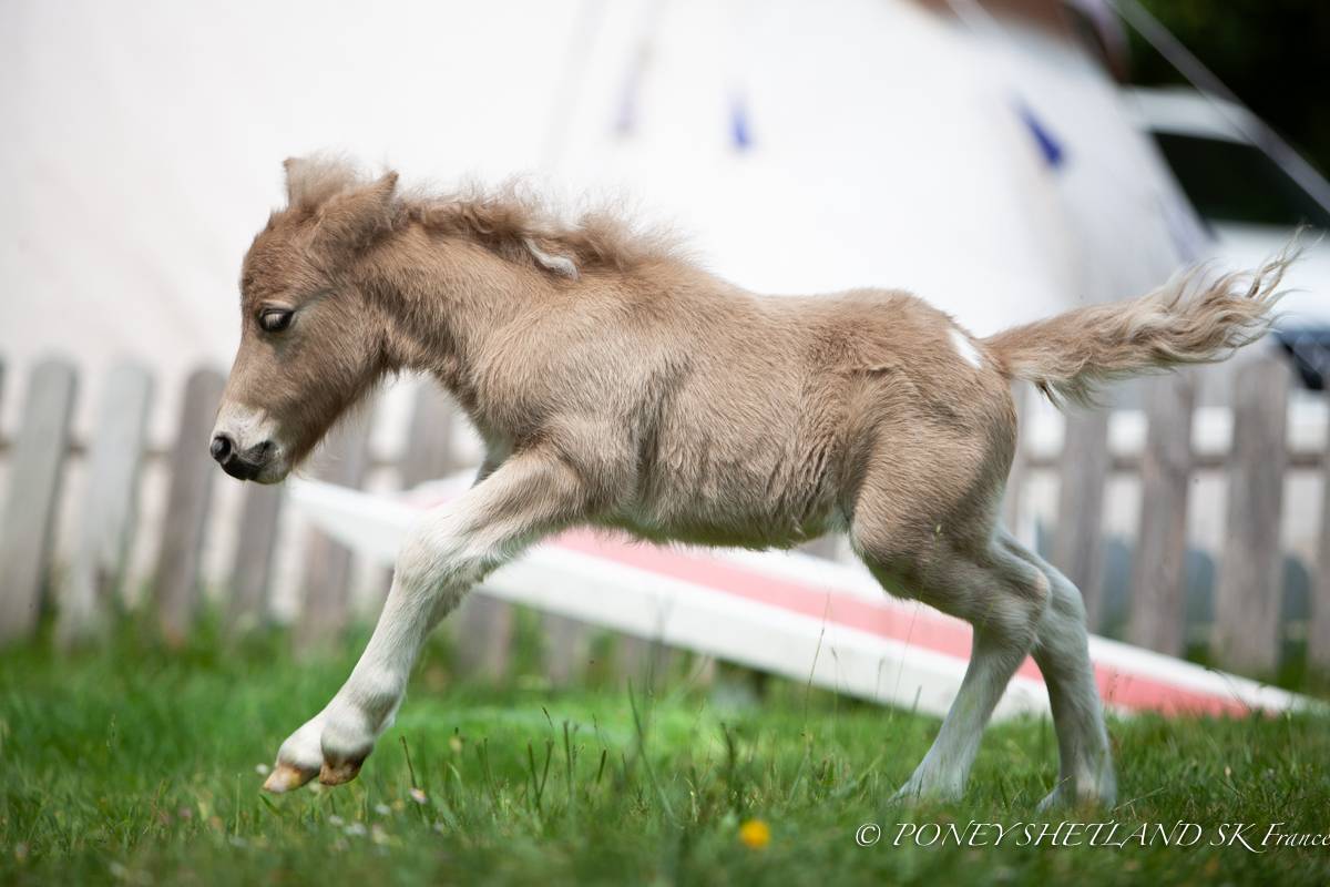 Colt Shetland Pony For sale 2026 Buckskin