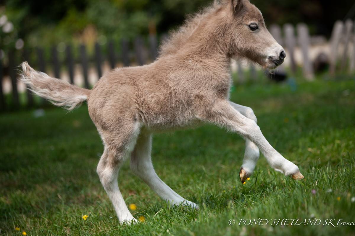 Colt Shetland Pony For sale 2026 Buckskin