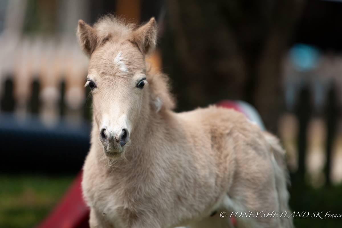 Colt Shetland Pony For sale 2026 Buckskin