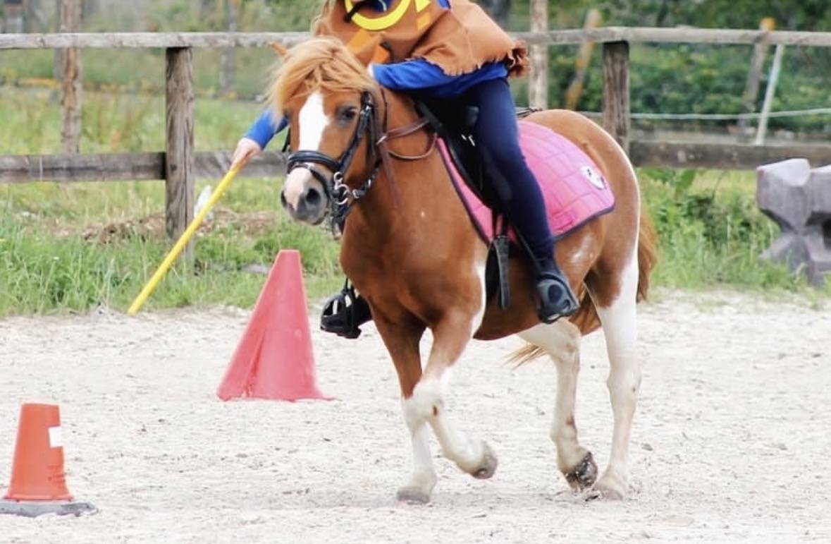 Mare No Origin Recorded For sale 2010 Coloured