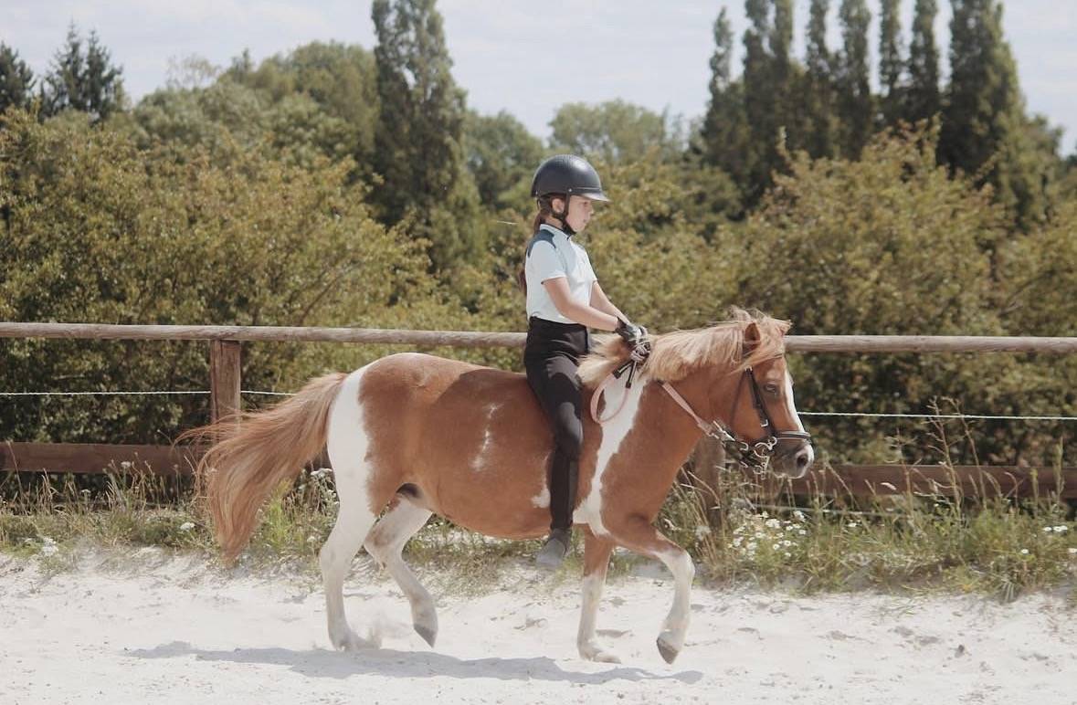 Mare No Origin Recorded For sale 2010 Coloured