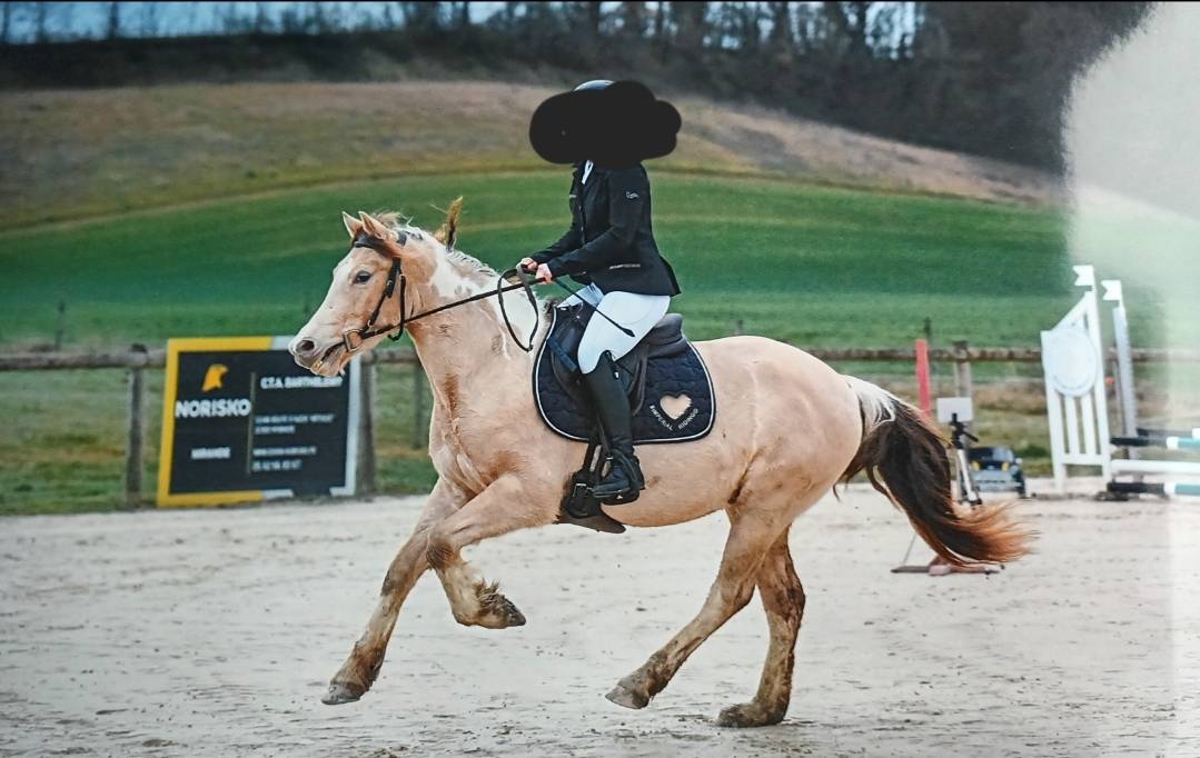 Gelding No Origin Recorded For sale 2022 Coloured