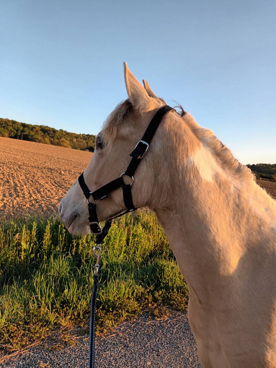 Gelding No Origin Recorded For sale 2022 Coloured