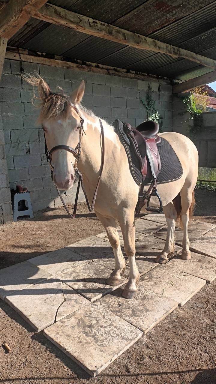 Gelding No Origin Recorded For sale 2022 Coloured