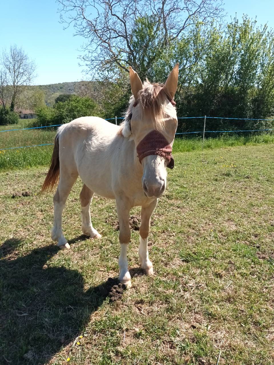 Gelding No Origin Recorded For sale 2022 Coloured