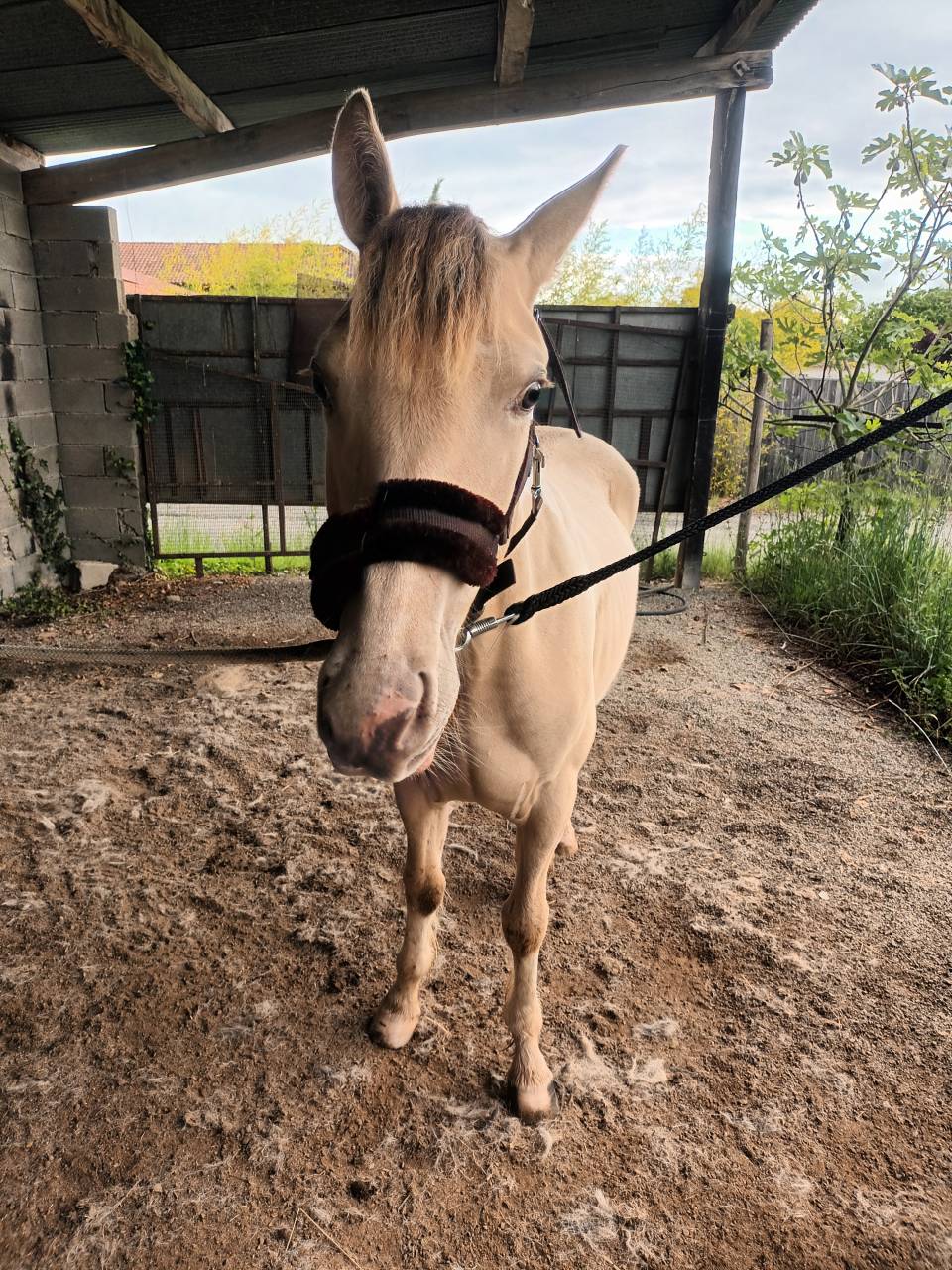 Gelding No Origin Recorded For sale 2022 Coloured