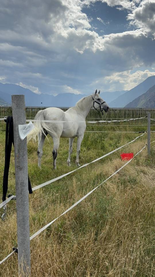 Gelding Swiss Warmblood For sale 2011 White