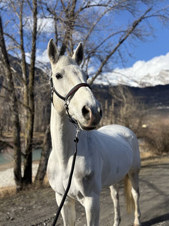 Gelding Swiss Warmblood For sale 2011 White