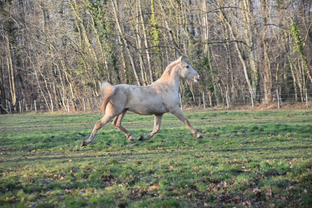 Gelding Origin Recorded For sale 2024 Palomino
