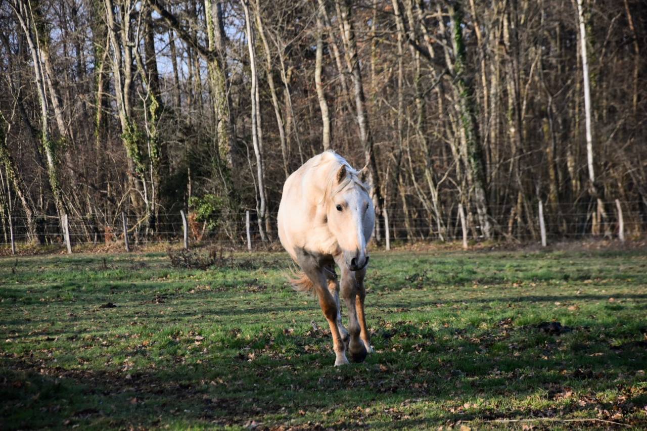 Gelding Origin Recorded For sale 2024 Palomino