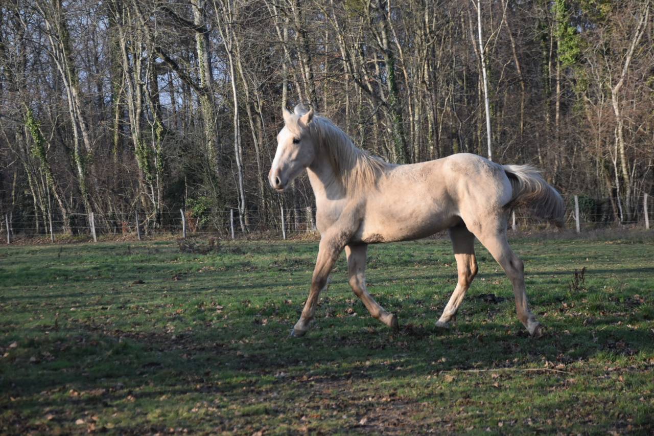 Gelding Origin Recorded For sale 2024 Palomino