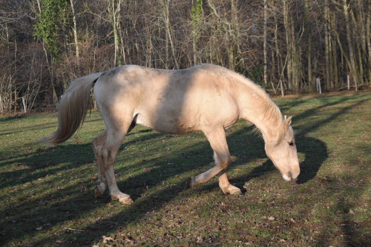 Gelding Origin Recorded For sale 2024 Palomino