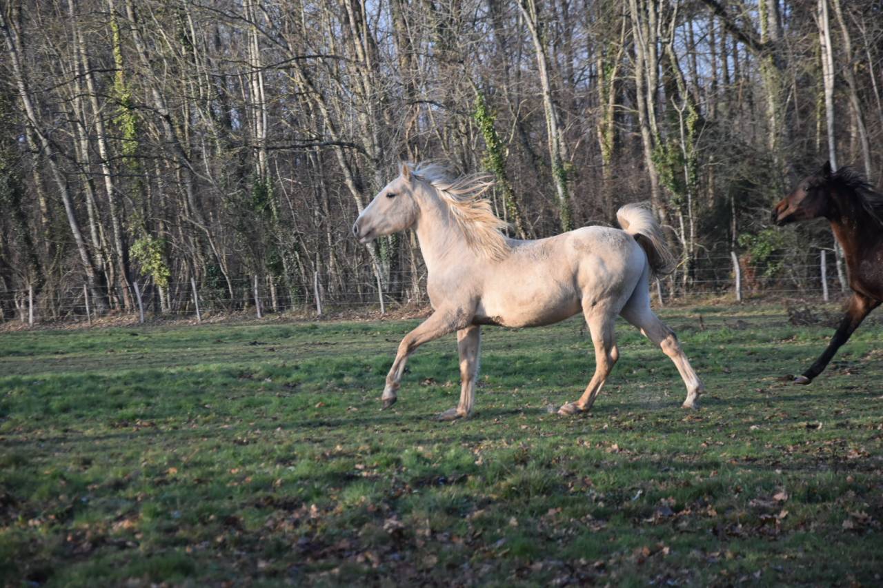 Gelding Origin Recorded For sale 2024 Palomino