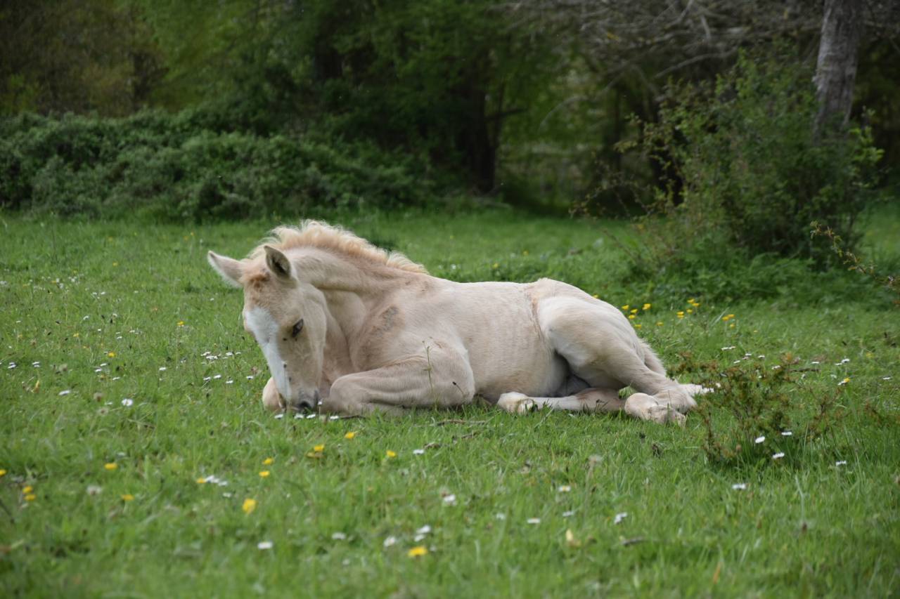 Gelding Origin Recorded For sale 2024 Palomino