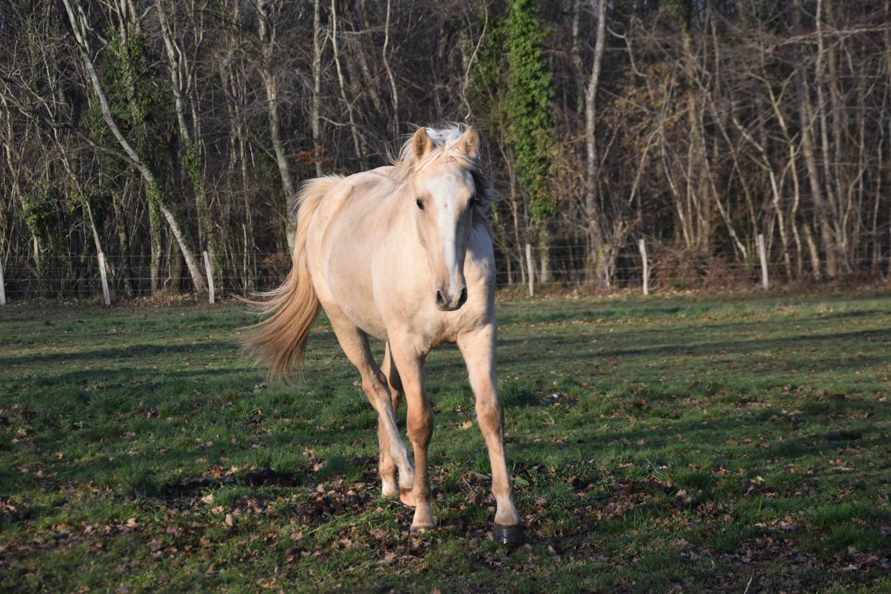 Gelding Origin Recorded For sale 2024 Palomino