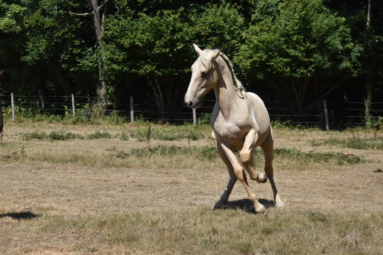Gelding Origin Recorded For sale 2024 Palomino
