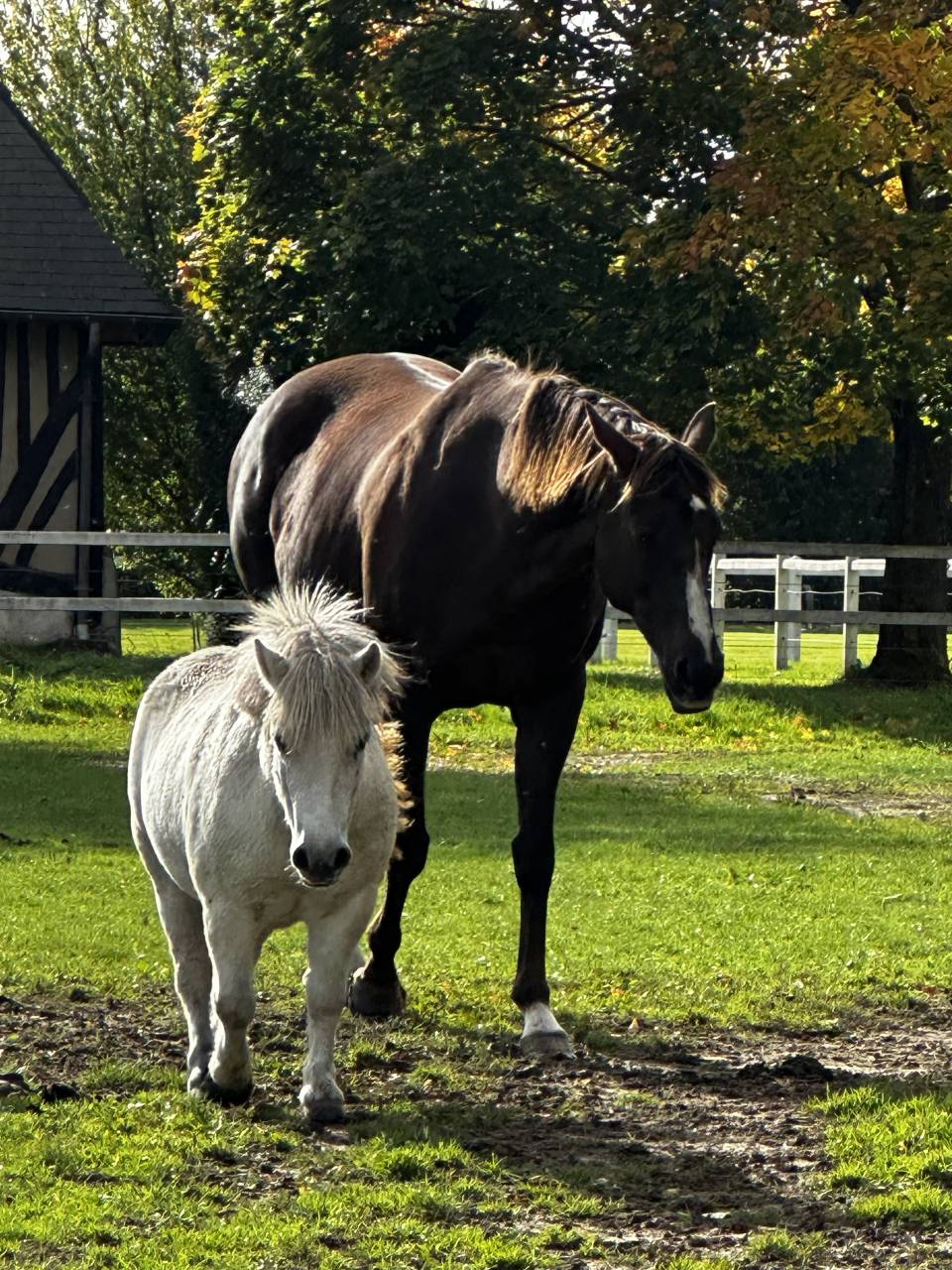 Mare No Origin Recorded For sale 2019 Grey