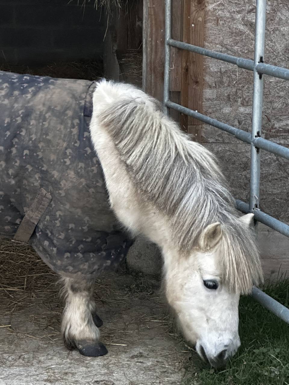 Mare No Origin Recorded For sale 2019 Grey