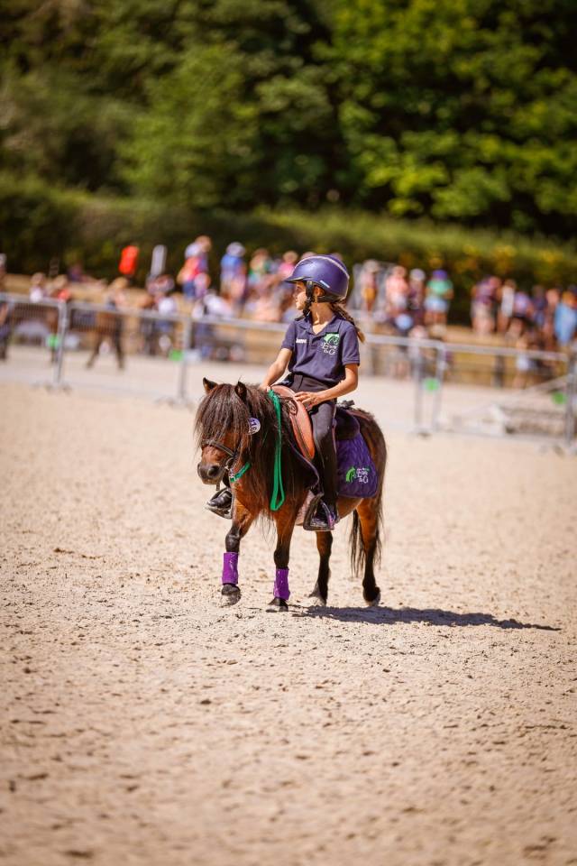 Mare No Origin Recorded For sale 2012 Bay