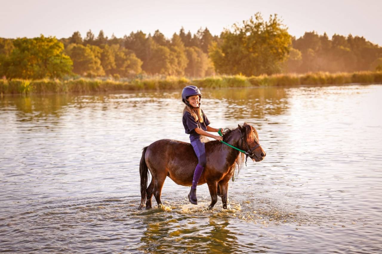 Mare No Origin Recorded For sale 2012 Bay