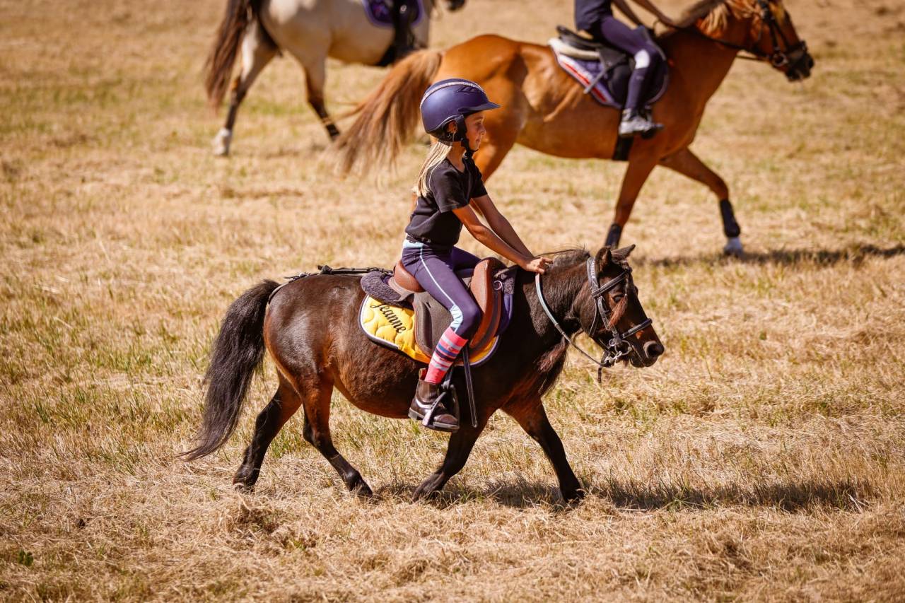 Mare No Origin Recorded For sale 2012 Bay