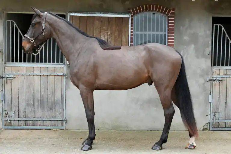 Gelding Selle Fran&ccedil;ais For sale 2022 Bay