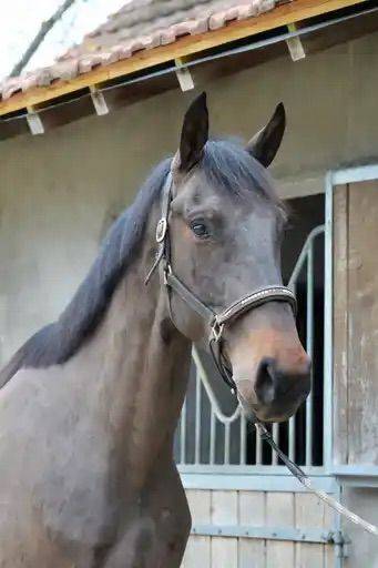 Gelding Selle Fran&ccedil;ais For sale 2022 Bay