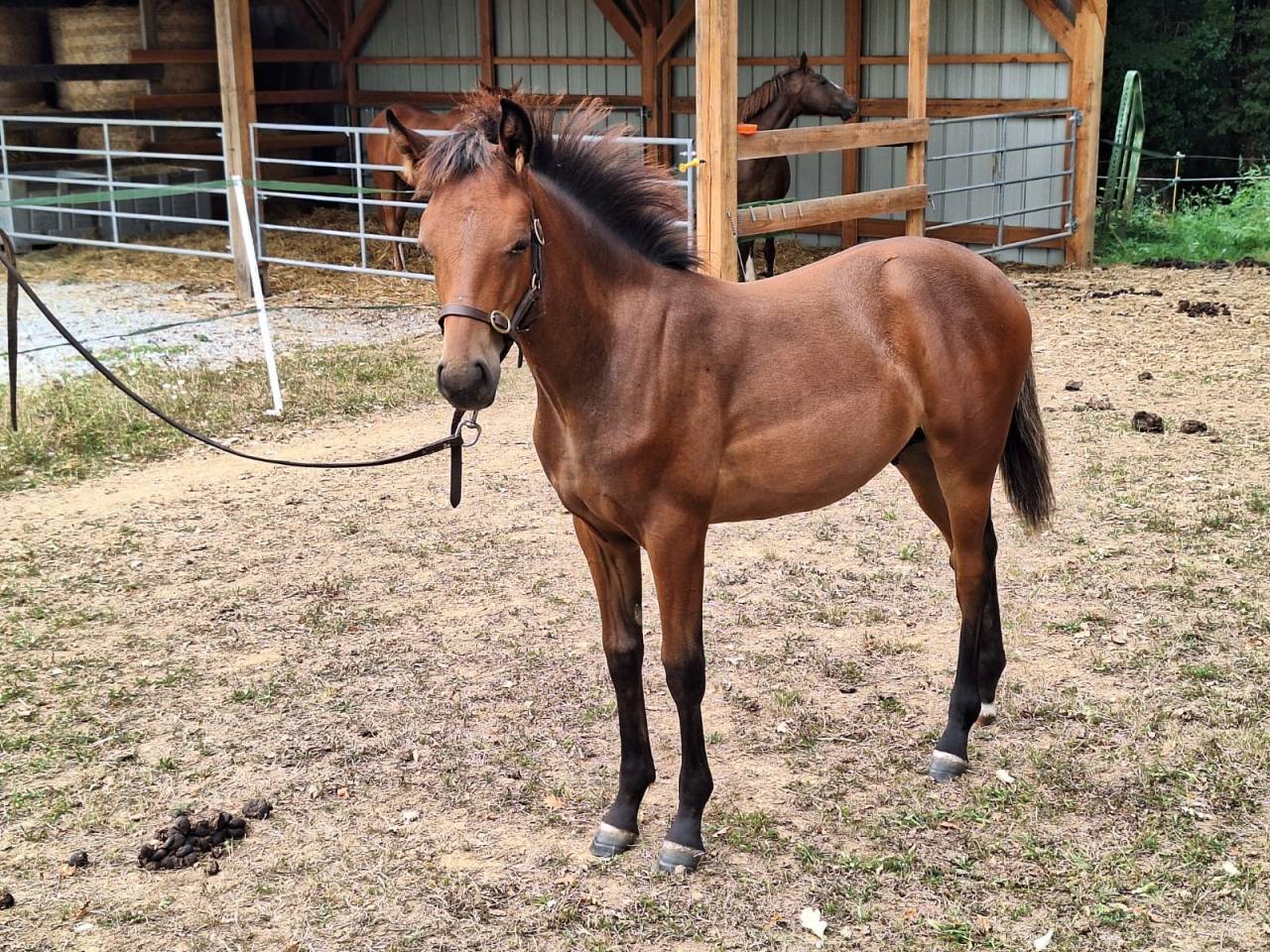 Colt French Saddle Pony For sale 2025 Bay