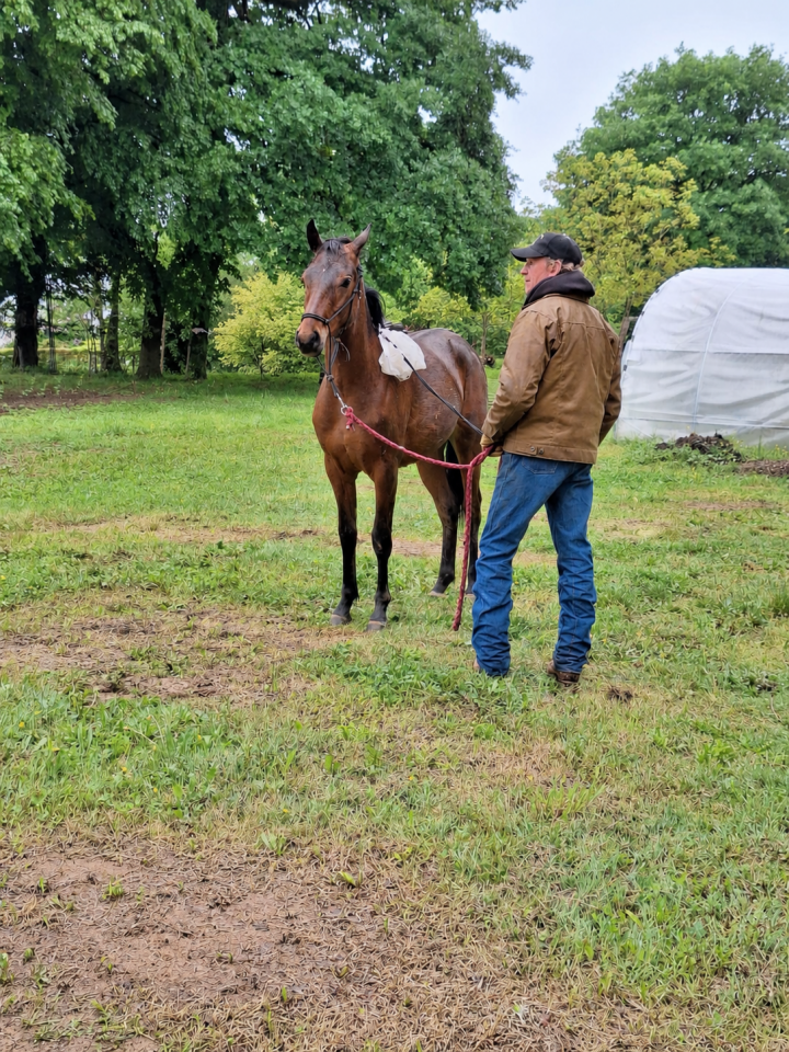 Colt French Saddle Pony For sale 2025 Bay
