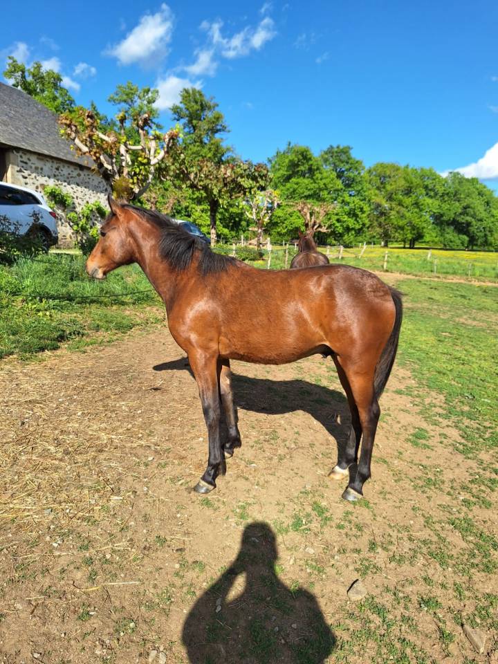 Colt French Saddle Pony For sale 2025 Bay