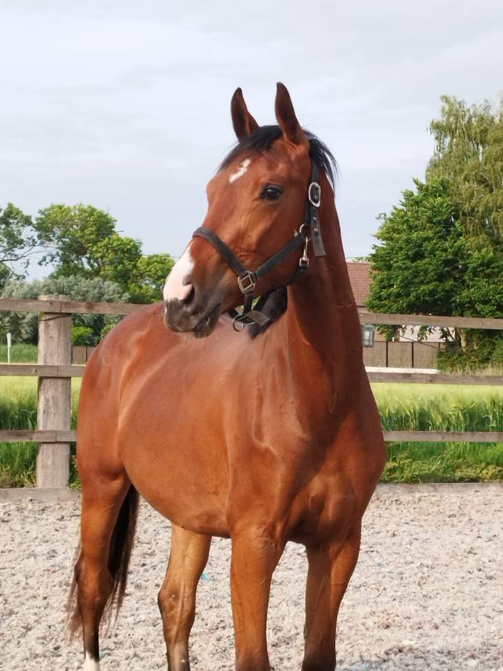 Gelding Oldenburg For sale 2023 Bay
