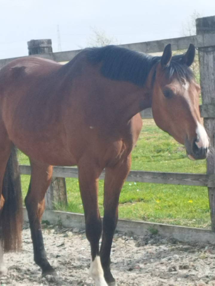 Gelding Oldenburg For sale 2023 Bay