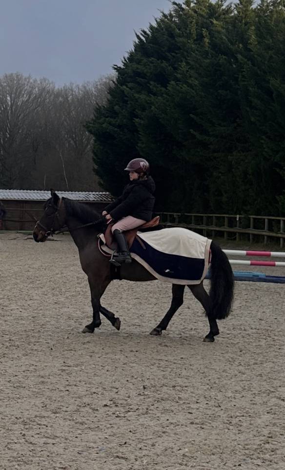 Gelding Connemara For sale 2013 Black