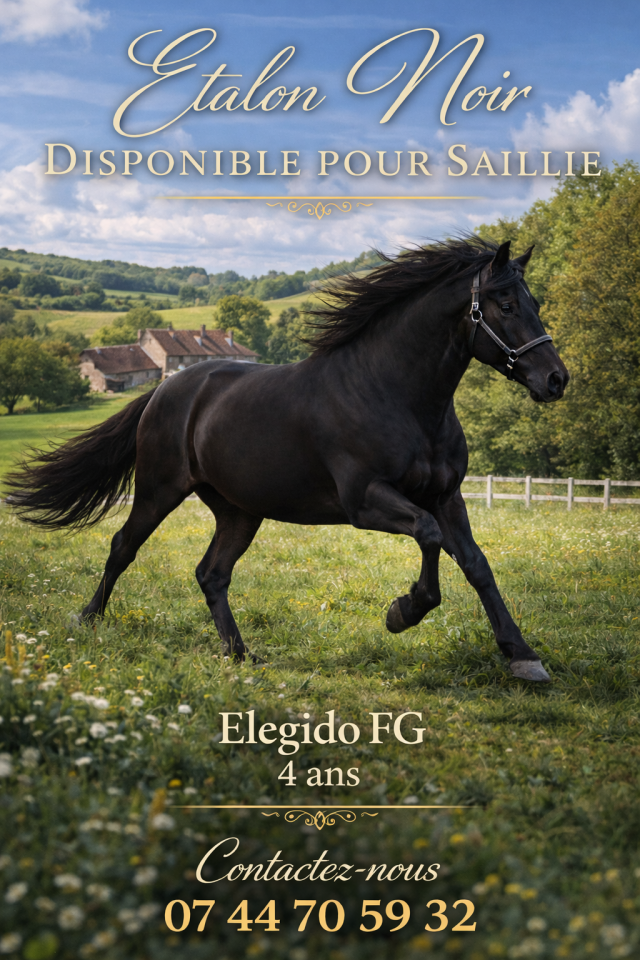 ELEGIDO FG - PRE Pure Spanish Bred 2022