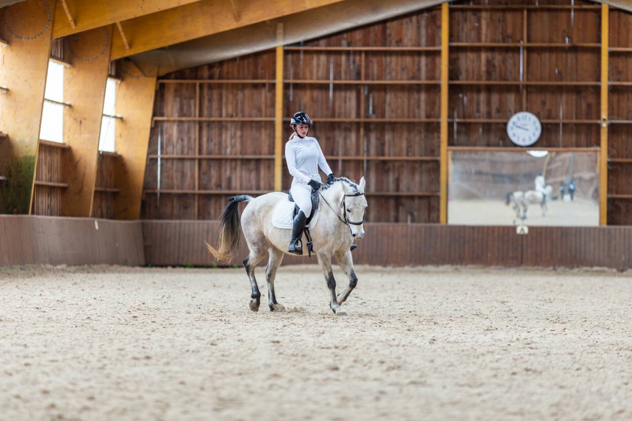 Gelding Origin Recorded For sale 2015 Grey