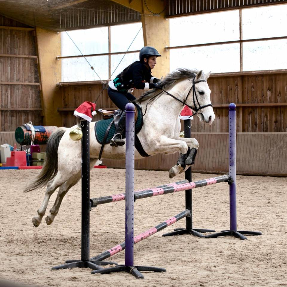 Gelding Origin Recorded For sale 2015 Grey