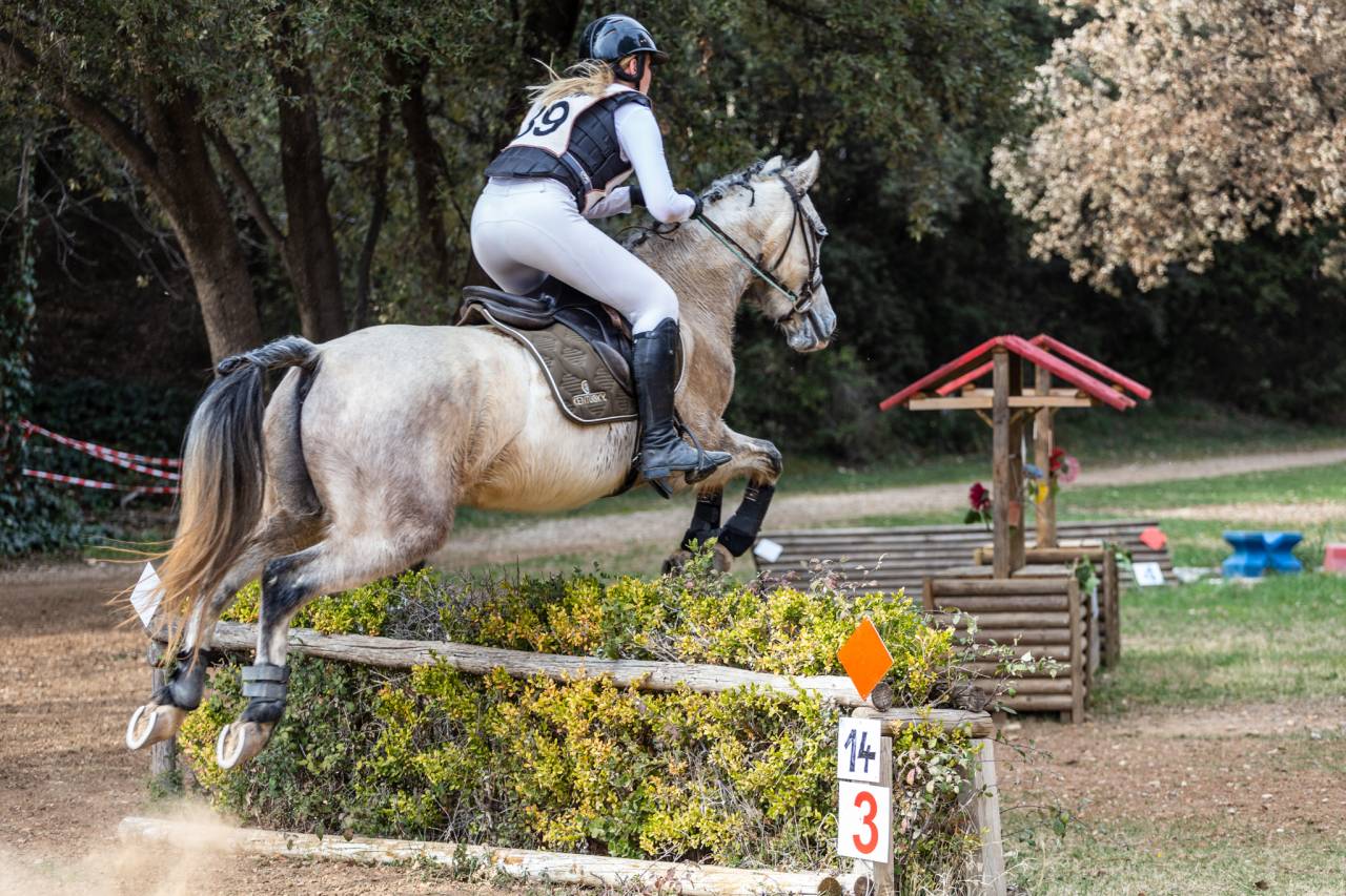 Gelding Origin Recorded For sale 2015 Grey